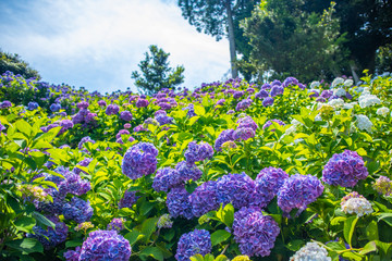 Field with hydrangeas