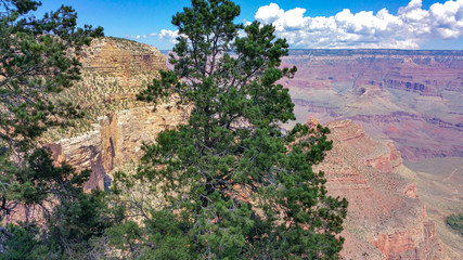 View of the Grand Canyonwith Tree