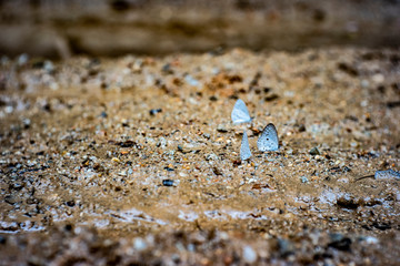 butterfly on the beach