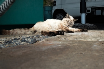 Naklejka na ściany i meble A stray cat taking a nap at a fishing port.