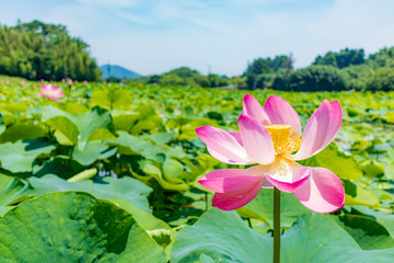 古代大賀蓮の花