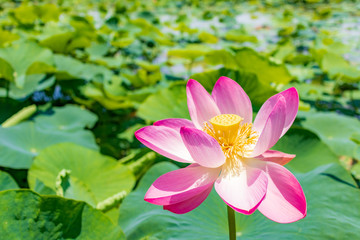 Fototapeta premium 古代大賀蓮の花