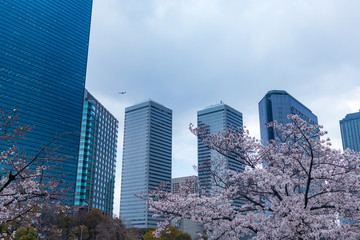Obraz premium The urban scenery and Cherry blossoms