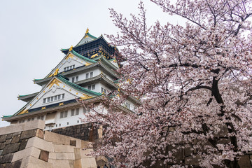 Cherry blossoms in Osaka Castle, Japan.