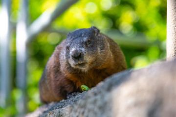 A Groundhog eating food durimg the day