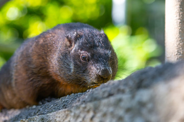 A Groundhog eating food durimg the day