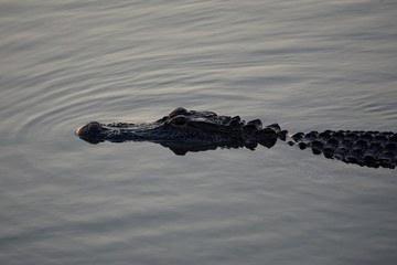 Naklejka premium Alligator