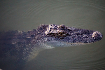 Alligator