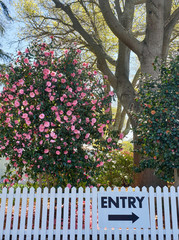 flowers in the garden white fence nature photography