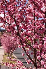 Obraz premium blooming cherry tree in spring nature photography