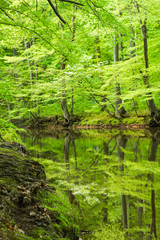 Fototapeta na wymiar Mirrored Reflection of Green Trees in Still Lake