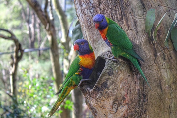 rainbow lorikeet in tree wildlife photography