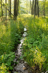 Trickling Stream in Green Wooded Forest Path