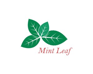 mint leaf illustration vector template