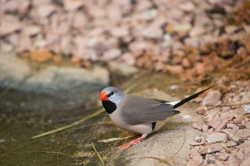 Vogel auf Ast