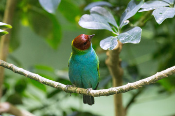 Vogel auf Ast