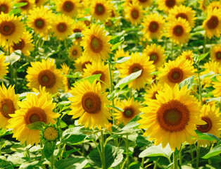 Fototapeta premium ヒマワリ 素材