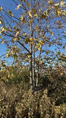 Fototapeta premium tree in autumn
