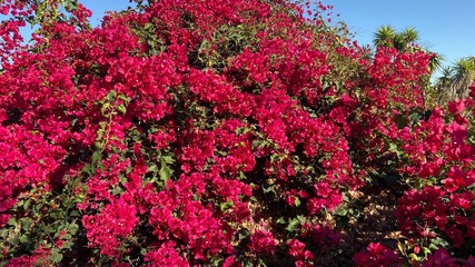 crape myrtle