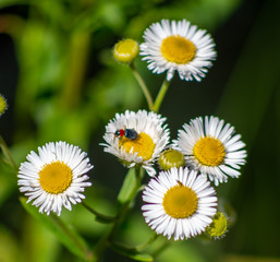 Adventure- insect exploring flowers