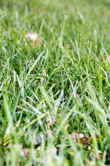 Grass leafs close up background high quality fifty megapixels prints