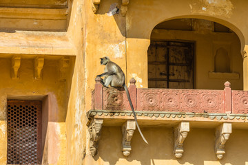 A Langur monket on a roof at Amber Fort in Rajasthan, India.
