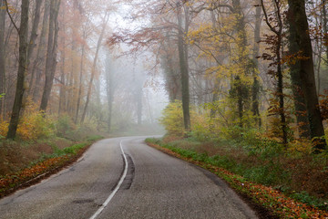 Fototapeta na wymiar beautiful foggy forest in autumn