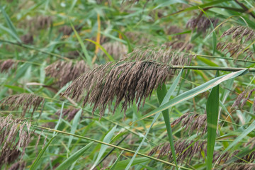 Phragmites Flowers in Bloom in Summer