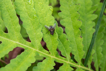 Cluster Fly on Leaf in Summer
