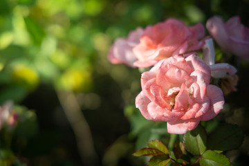 Roses in the garden
