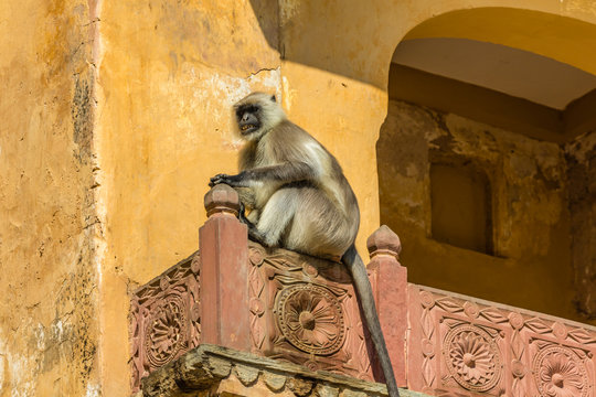 A Langur monket on a roof at Amber Fort in Rajasthan, India.