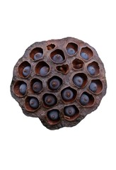 Pods of lotus old and dry isolated on white background