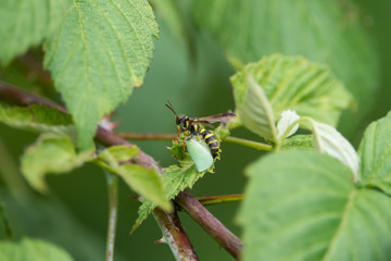 Sand Wasp With Prey in Summer 