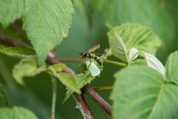 Sand Wasp With Prey in Summer