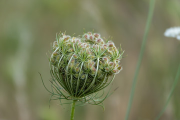 Wild Carrot Fruits in Summer