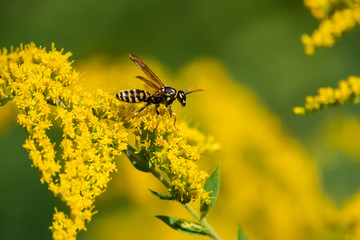 European Paper Wasp on Goldenrod Flowers in Summer