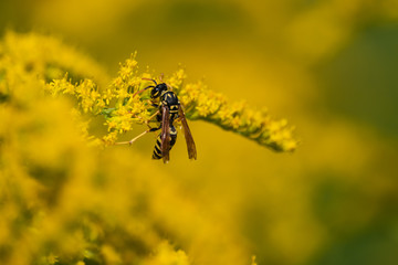 European Paper Wasp on Goldenrod Flowers in Summer