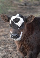 Black and white calf in field