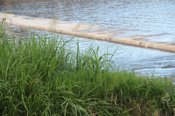 reeds and water on the lake