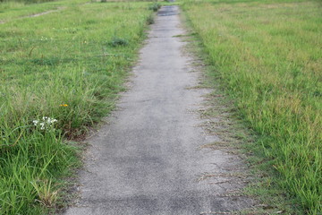 Fototapeta na wymiar path in the park and grass
