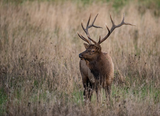 Naklejka na ściany i meble Elk in Banff Canada