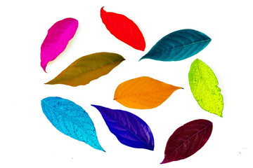 Colorful leaves isolated on white background