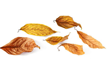 Dry leaves isolated on white background
