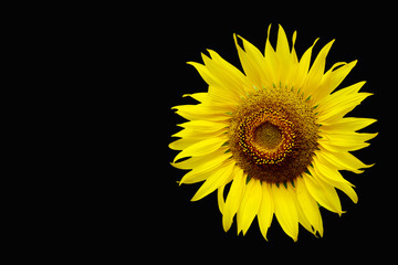 Sunflower bloom on black background