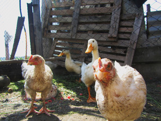 Chicken on the farm