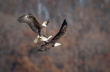 Obraz premium Bald Eagle 