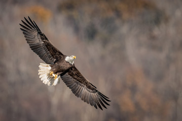 Obraz premium Bald Eagle 