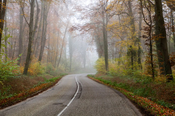 beautiful foggy forest in autumn