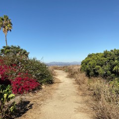 hiking trail with palm tree