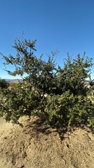 tree in park